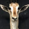 Vintage stuffed head of a grand gazelle