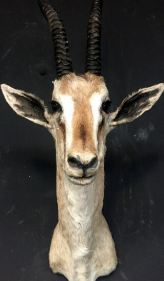 vintage-stuffed-head-of-a-grand-gazelle-517324-en-max