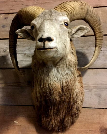 vintage-stuffed-head-of-a-mouflon-ram-416756-en-max