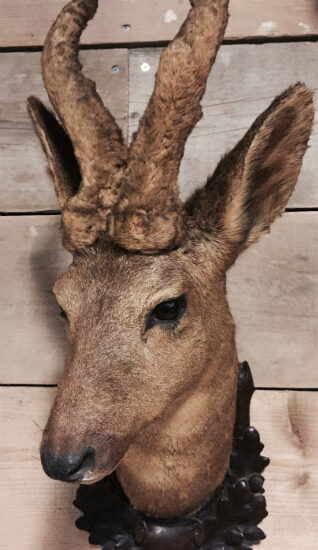 vintage-stuffed-head-of-a-roe-buck-431007-en-max