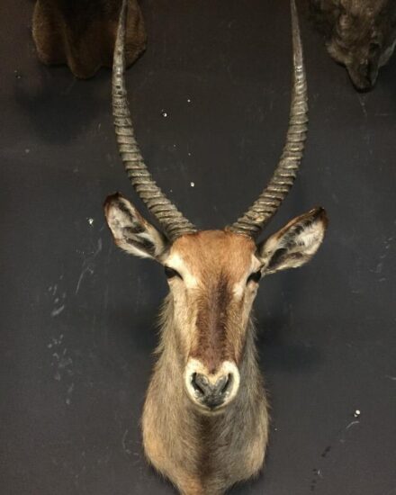 vintage-stuffed-head-of-a-waterbuck-518000-en-max