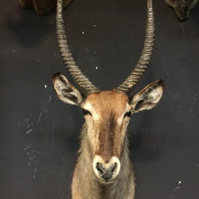 vintage-stuffed-head-of-a-waterbuck-518000-en-max