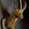 Vintage stuffed head of an alpine ibex.