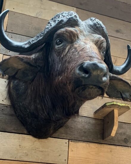 vintage-taxidermy-head-of-a-big-cape-buffalo-1959508-en-max