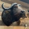 Vintage taxidermy head of a big Cape Buffalo.