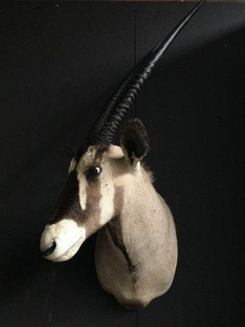 Vintage Trophäe Kopf eines Oryx.