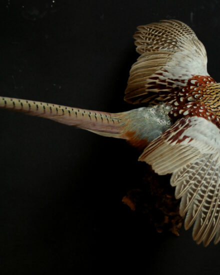 vo-103-stuffed-flying-pheasant-378886-en-max