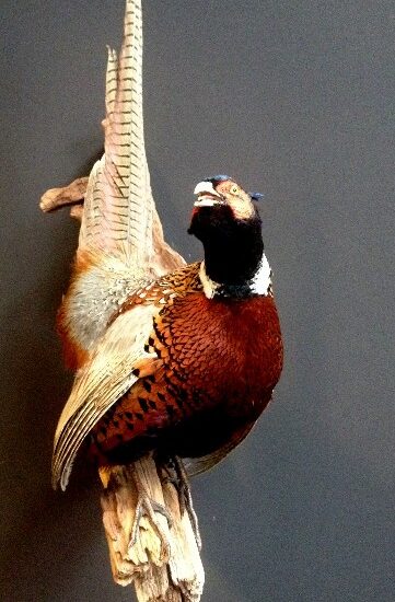 vo-104-stuffed-pheasant-377479-en-max