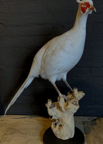 vo-105-recently-taxidermy-white-pheasant-2824285-en-max