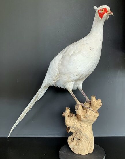 vo-105-recently-taxidermy-white-pheasant-2947348-en-max