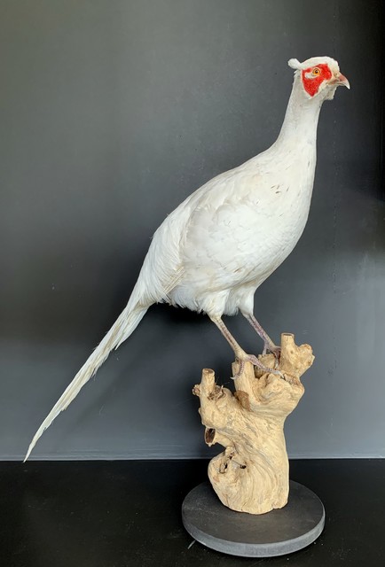 Recently taxidermy white pheasant.