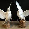 Recently stuffed white doves