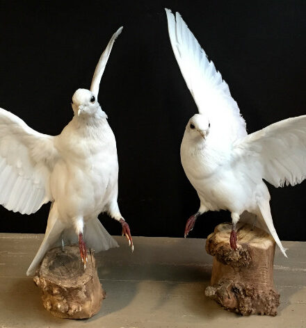 vo-151-recently-stuffed-white-doves-462773-en-max