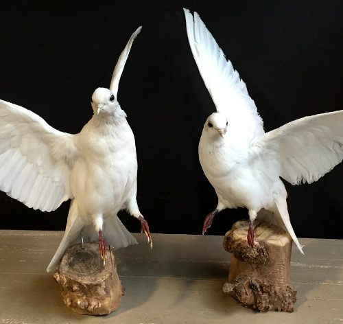 Recent opgezette witte duiven