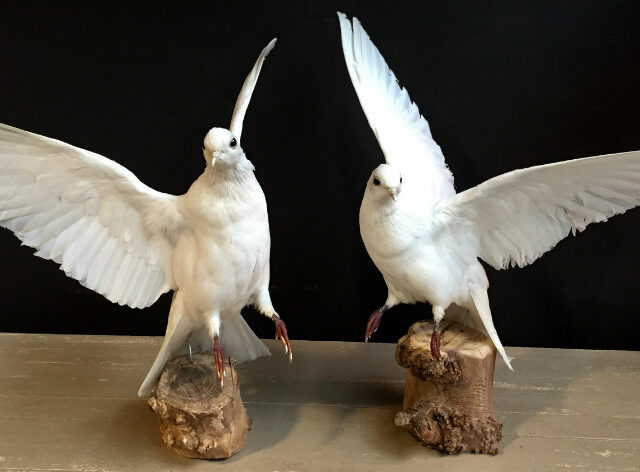 vo-151-recently-stuffed-white-doves-462773-en-max