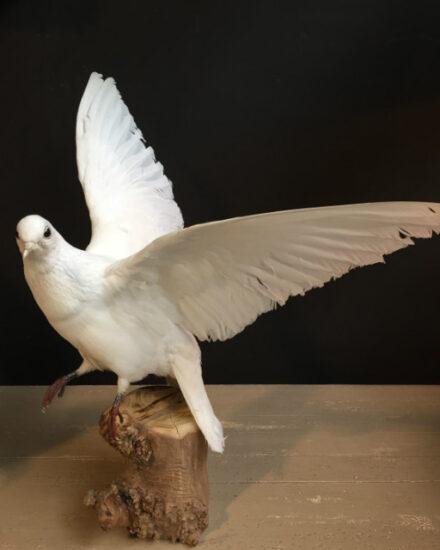 vo-151-recently-stuffed-white-doves-462775-en-max