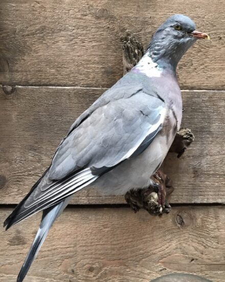 vo-155-newly-made-taxidermy-wood-pigeon-819386-en-max