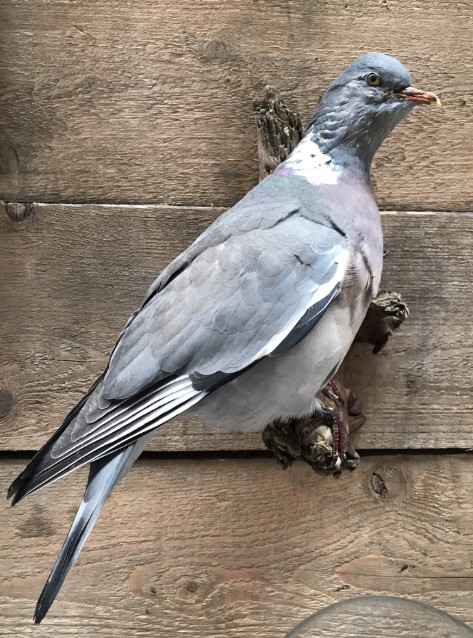 Newly made taxidermy wood pigeon