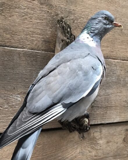 vo-155-newly-made-taxidermy-wood-pigeon-819387-en-max-1