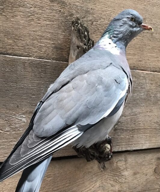 vo-155-newly-made-taxidermy-wood-pigeon-819387-en-max-1