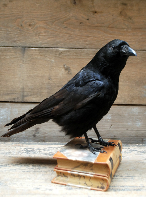 Stuffed crows mounted on antique books