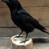 Stuffed crow on wooden stump