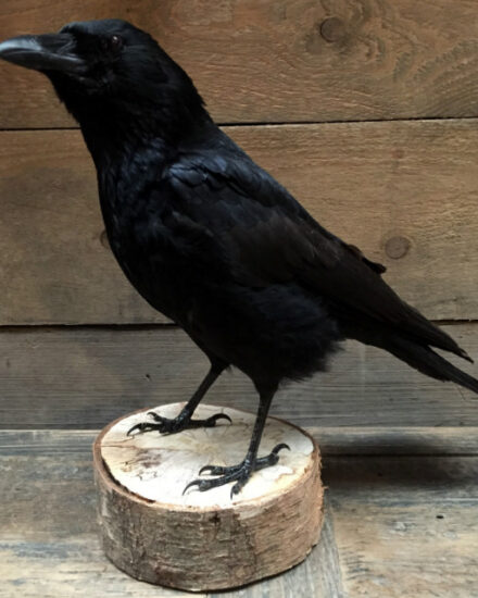 vo-201-stuffed-crow-on-wooden-stump-377784-en-max