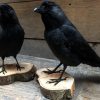 Stuffed crow on wooden stump