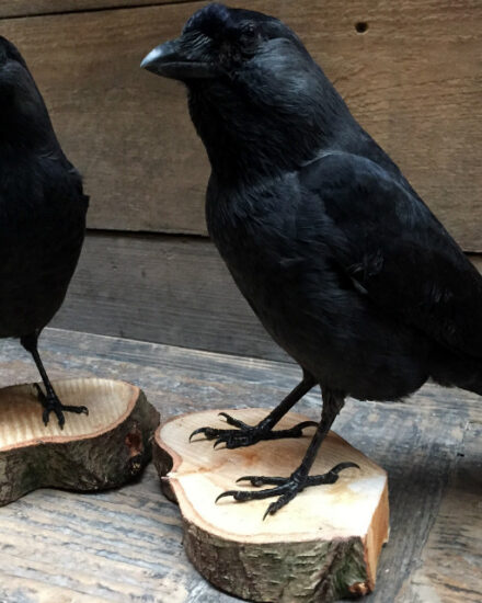 vo-210-stuffed-jackdaws-on-wooden-stump-377786-en-max