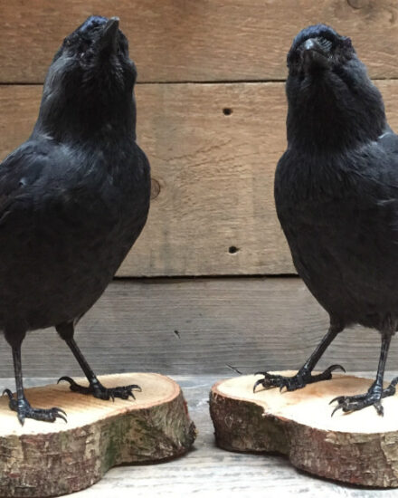 vo-210-stuffed-jackdaws-on-wooden-stump-377787-en-max