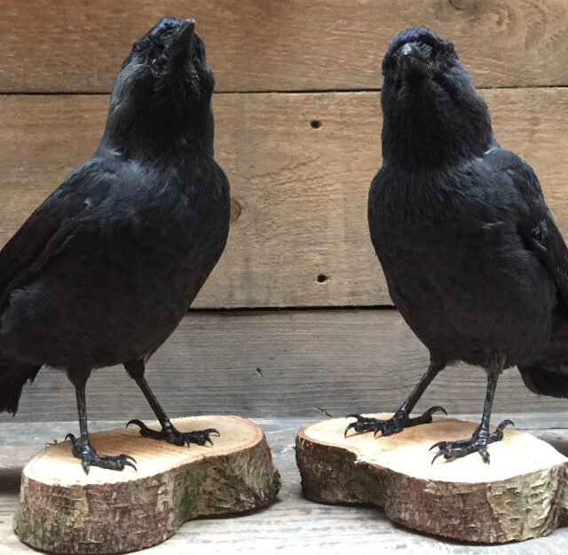 vo-210-stuffed-jackdaws-on-wooden-stump-377787-en-max