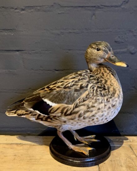 vo-250-a-stuffed-wild-duck-2158909-en-max