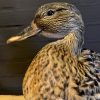 Taxidermy wild duck