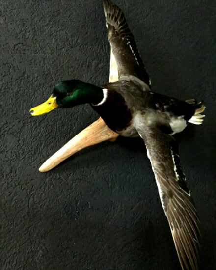 vo-250-taxidermy-stuffed-flying-mallard-575114-en-max