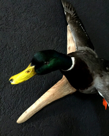 vo-250-taxidermy-stuffed-flying-mallard-575115-en-max