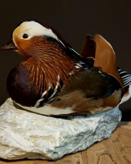 vo-252-mounted-mandarin-duck-1000647-en-max