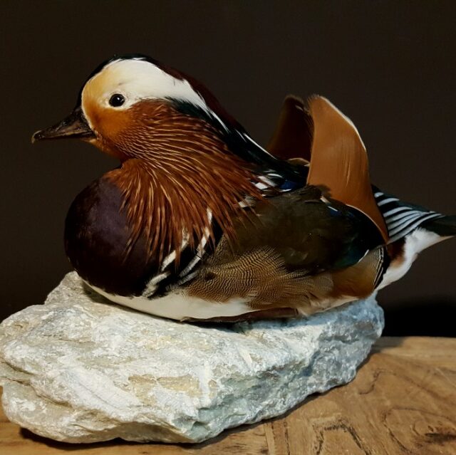 vo-252-mounted-mandarin-duck-1000647-en-max