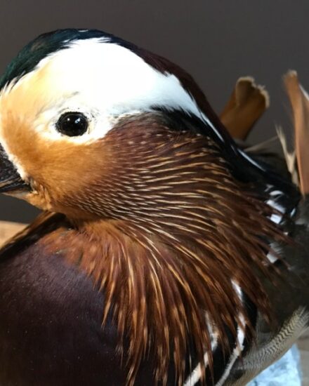 vo-252-mounted-mandarin-duck-998585-en-max