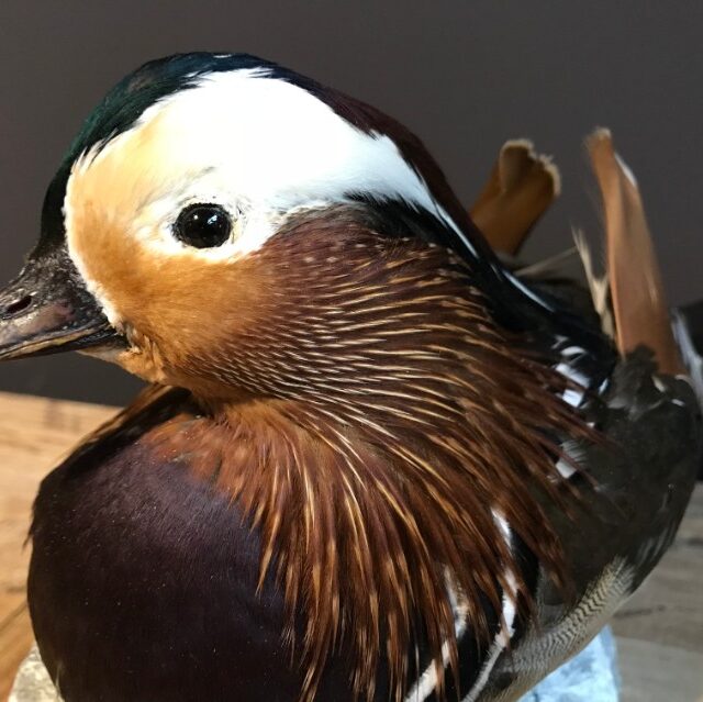 vo-252-mounted-mandarin-duck-998585-en-max