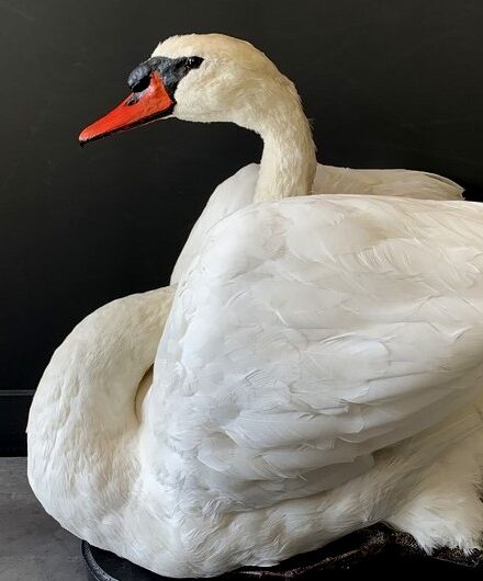 vo-255-a-taxidermy-swan-2946816-en-max-1