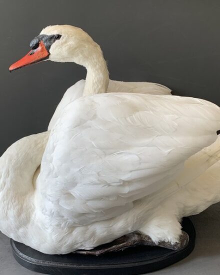 vo-255-a-taxidermy-swan-2946816-en-max