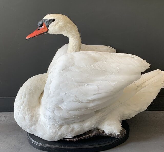 vo-255-a-taxidermy-swan-2946816-en-max