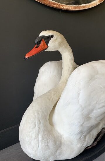 vo-255-a-taxidermy-swan-2946844-en-max