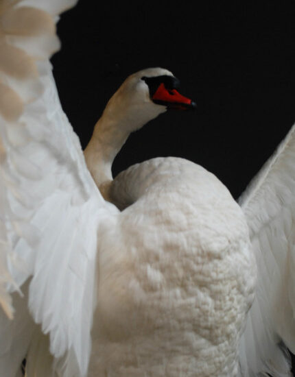 vo-255-b-graceful-and-impressive-stuffed-swan-376747-en-max