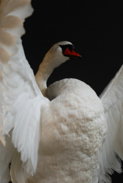 Graceful and impressive stuffed swan