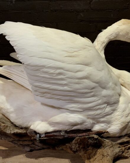 vo-255-stylish-stuffed-swan-1497069-en-max