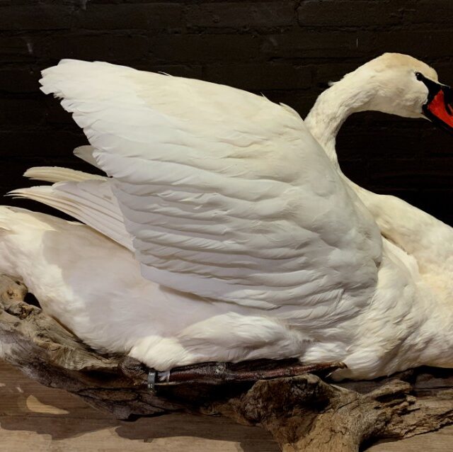 vo-255-stylish-stuffed-swan-1497069-en-max