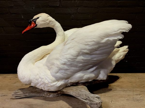 Stylish taxidermy white swan