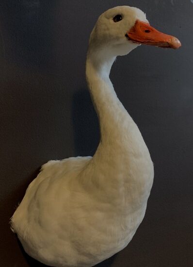 vo-261-stuffed-head-of-a-coscoroba-swan-1898935-en-max