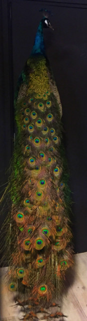 VO 300-A, Wonderful stuffed peacock on a pedestal